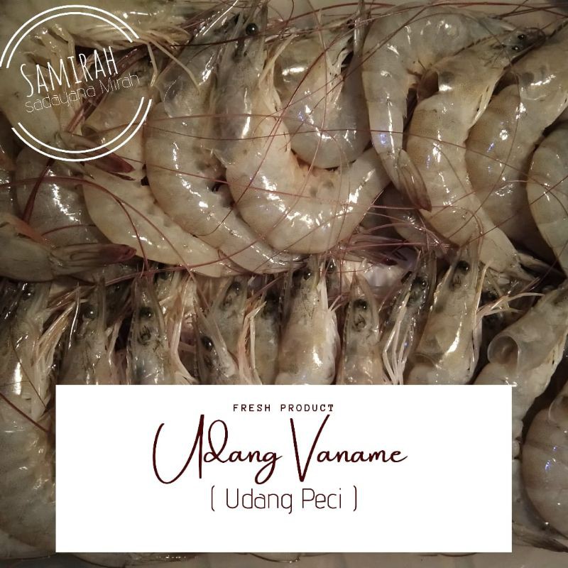 

UDANG VENAME / PECI