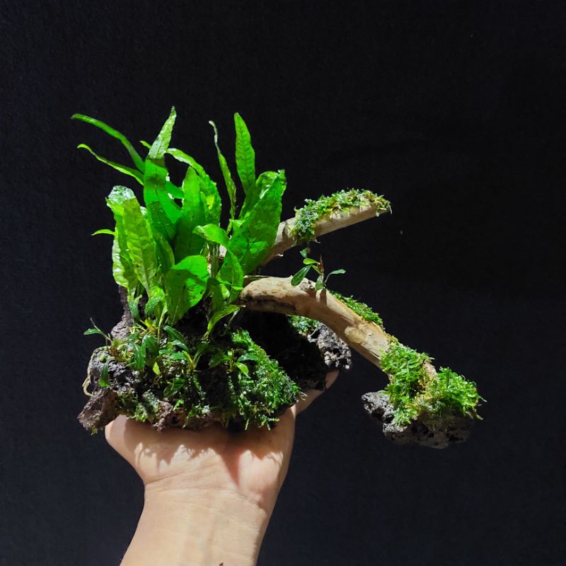 Hardscape Aquascape Natural Tank 25-30 cm