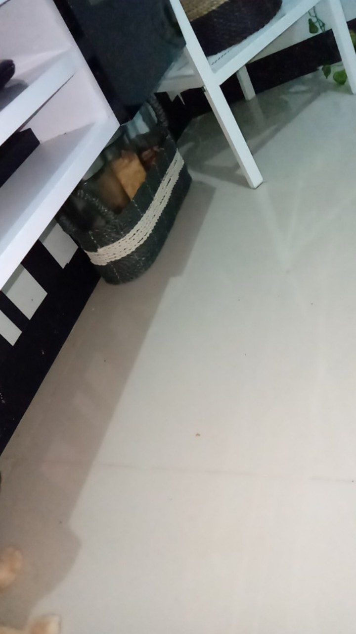 Keranjang Oval Seagrass / Cover Topless/tempat Aqua (1 Pcs)