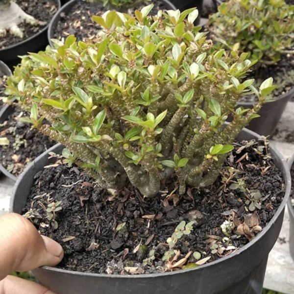 Benih Bibit Bunga Adenium Cabang Seribu Biji Tanaman Hias Kamboja Unik