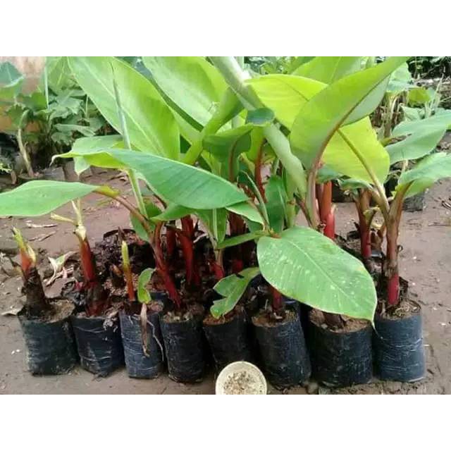 BIBIT PISANG MERAH // PISANG EMAS KIRANA/PISANG KIDANG ENAK