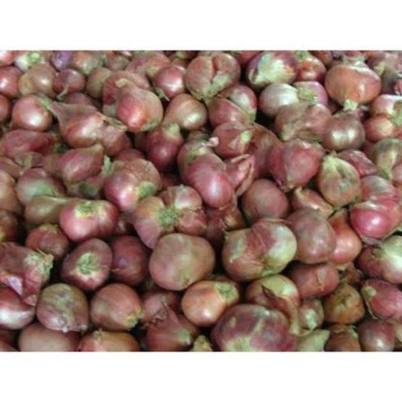 

Bawang sumenep 1 KG
