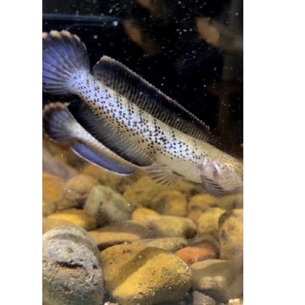 Paling Dicari.. Baby stewartii grade A dot melimpah rim tebal size 8 9 10,