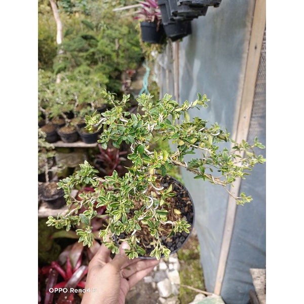 Bonsai mame hingkip | bonsai mame | bonsai mame mirten ( sudah jadi )