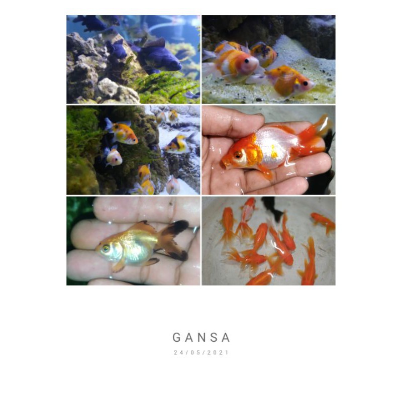 ikan mas koki oranda .