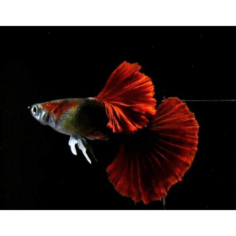 Hb red rose tail