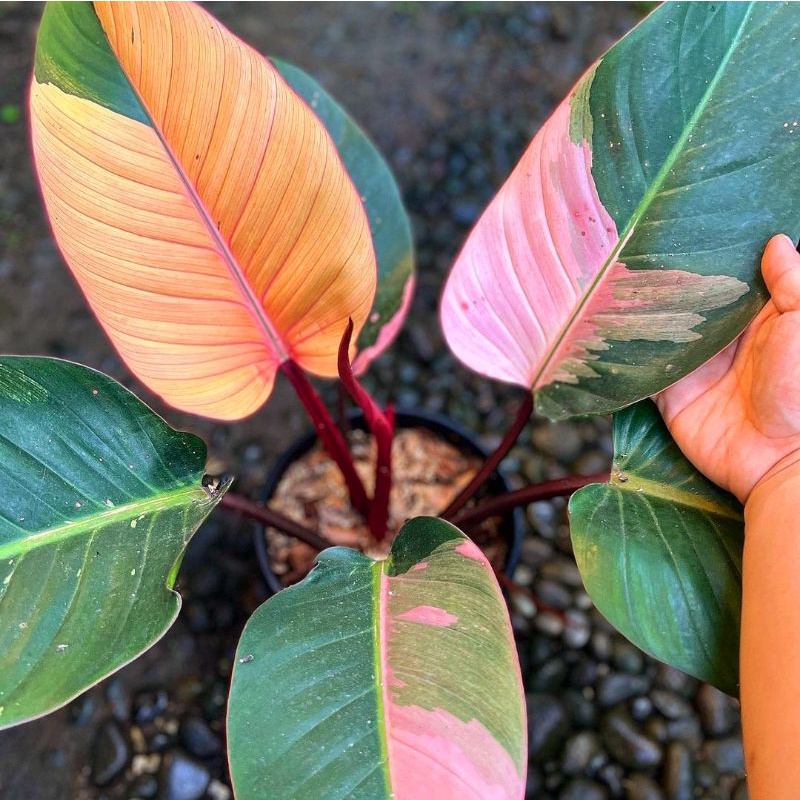 Philo Red Congo Tanaman philodendron / philodendron tanaman hias / tanaman hias meja / philo pink co