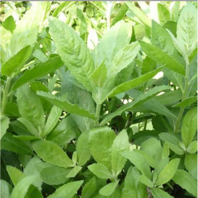 

Daun beluntas segar 500gram