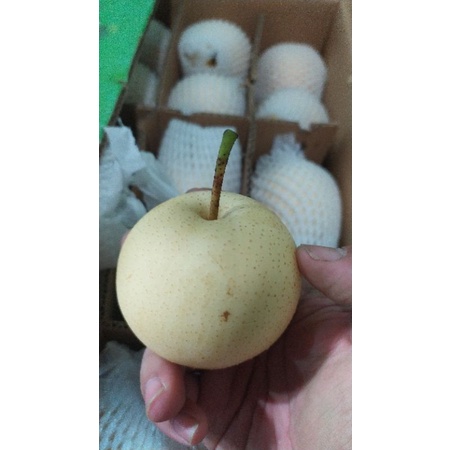 

century pear