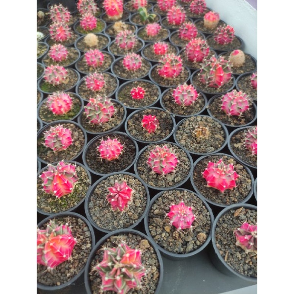 kaktus milo starfire