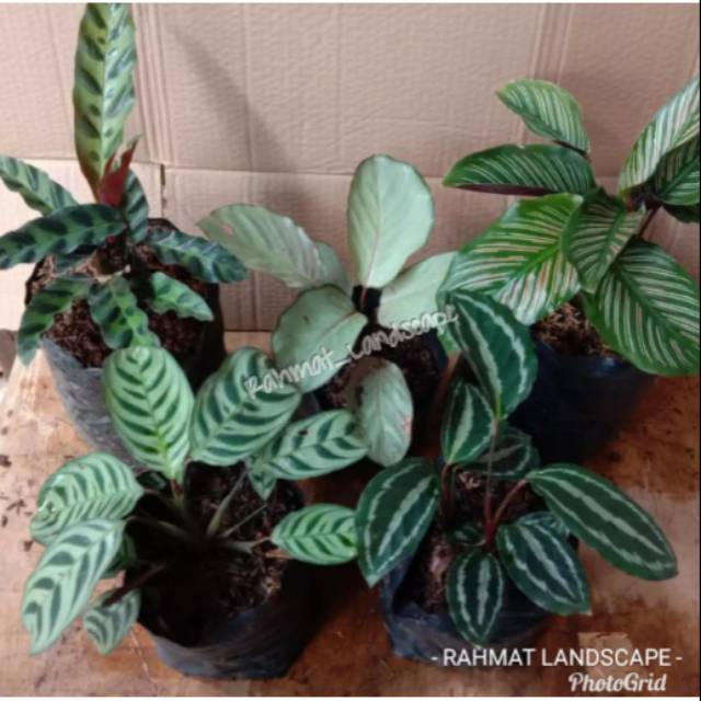 Paket 5 tanaman calathea / tanaman hias calathea / calathea bulu ayam / calathea silver / calathea