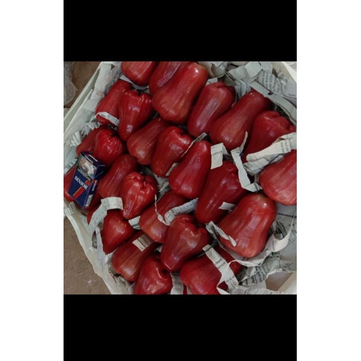 

JAMBU CITRA langsung dari pohonnya