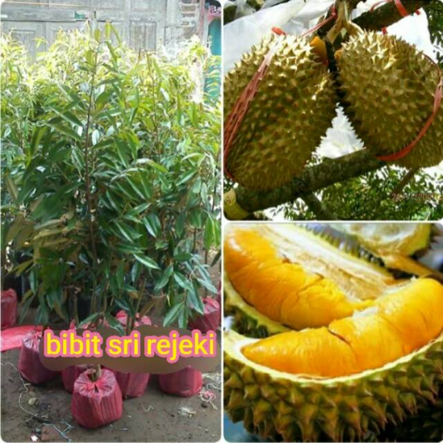 BIBIT BUAH DURIAN MUSANGKING ASLI