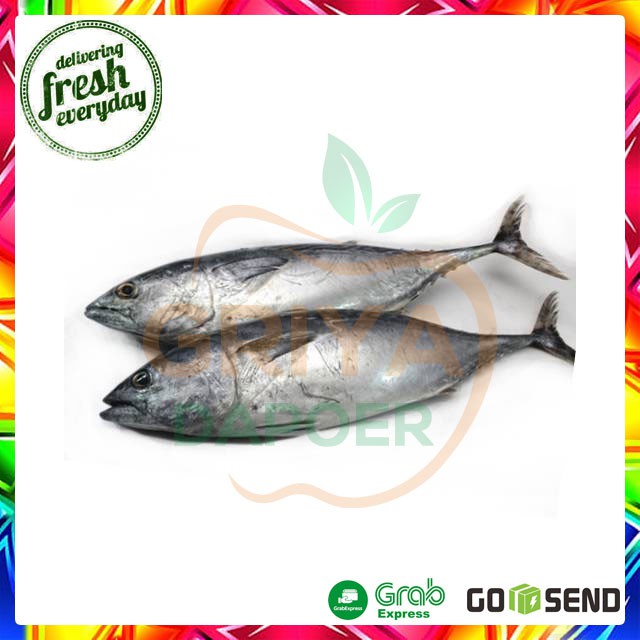 

IKAN TONGKOL SEGAR - 500 GRAM