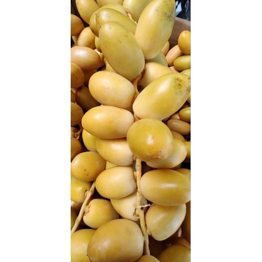 

KURMA MUDA PAS UNTUK PROMILL "FRESH