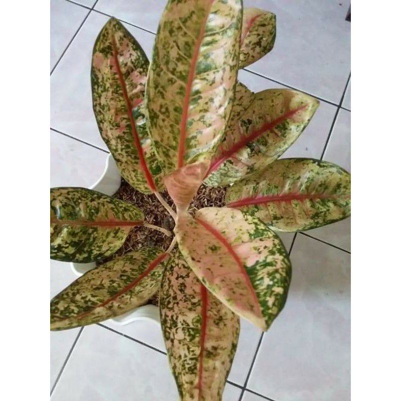 donacarmen aglonema mutasi