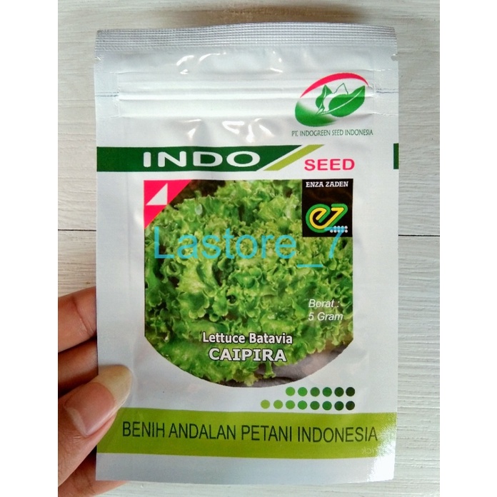 Jual Benih Selada Caipira Lettuce Batavia Kemasan Gram Original