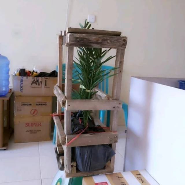 Bibit kurma h1 sesuai foto