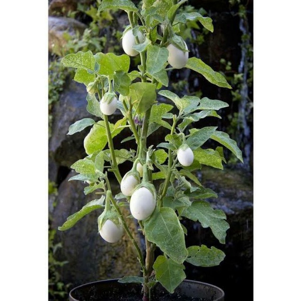 [ Paket Isi 10 Seed ] Benih - Biji - Bibit Terong Telur - Terong Putih - Terung Bulat Putih