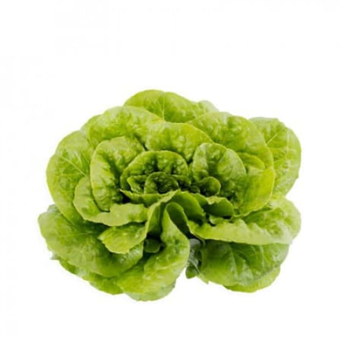 Benih Selada Romaine / Cos Lettuce - Maximus RZ (Rijk Zwaan)