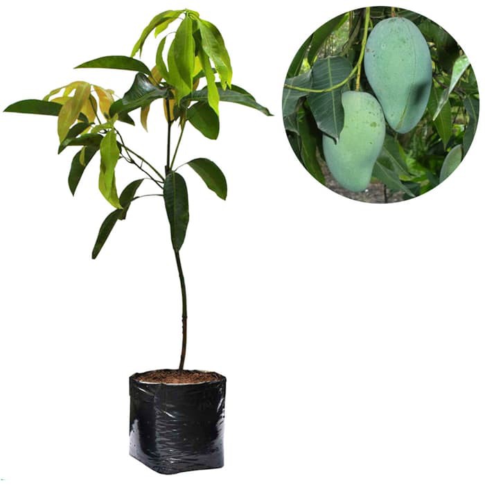 Bibit Mangga Gadung 60cm