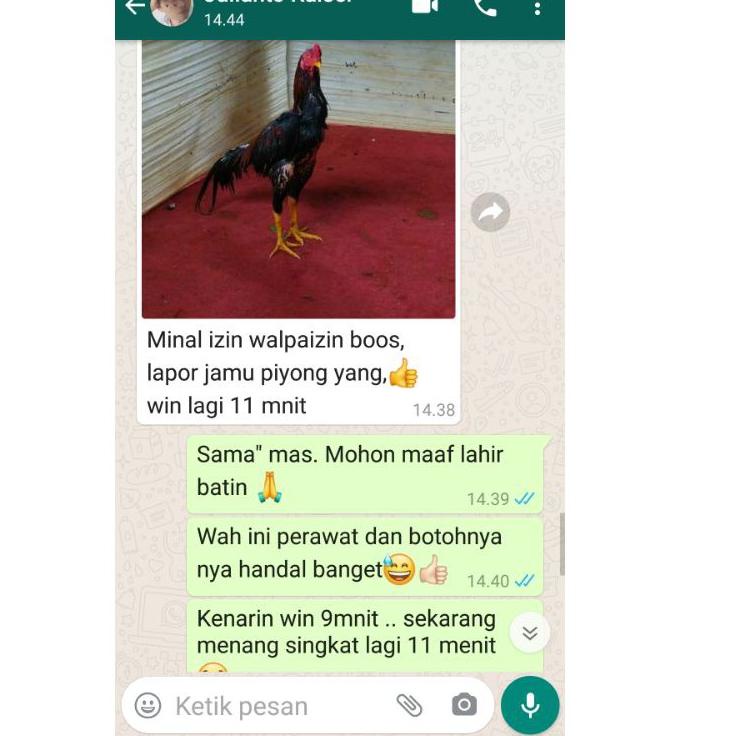 Special Price.. Jamu Ayam Aduan Terbaik, Doping Ayam Aduan, Jamu Pyongyang