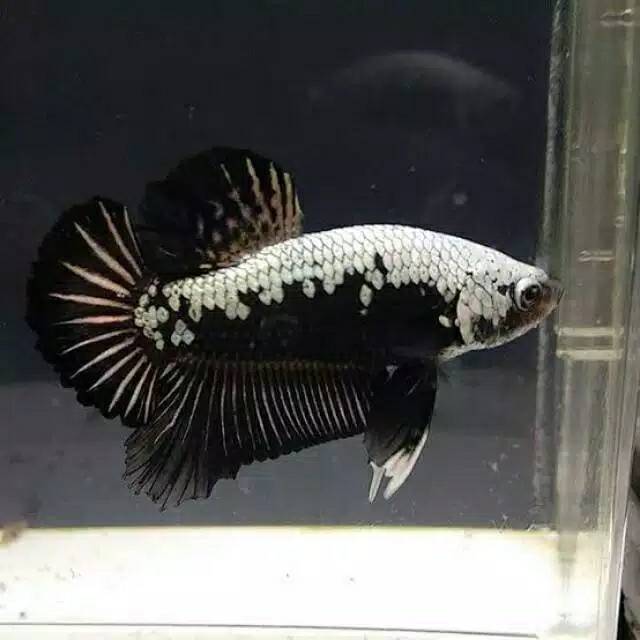 Ikan Cupang Black Samurai Shopee Indonesia