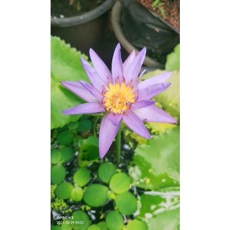 Bunga teratai, Tanaman air teratai, Tanaman bunga teratai