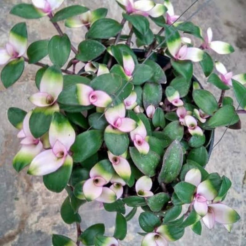 tanaman hias gantung lidah kera