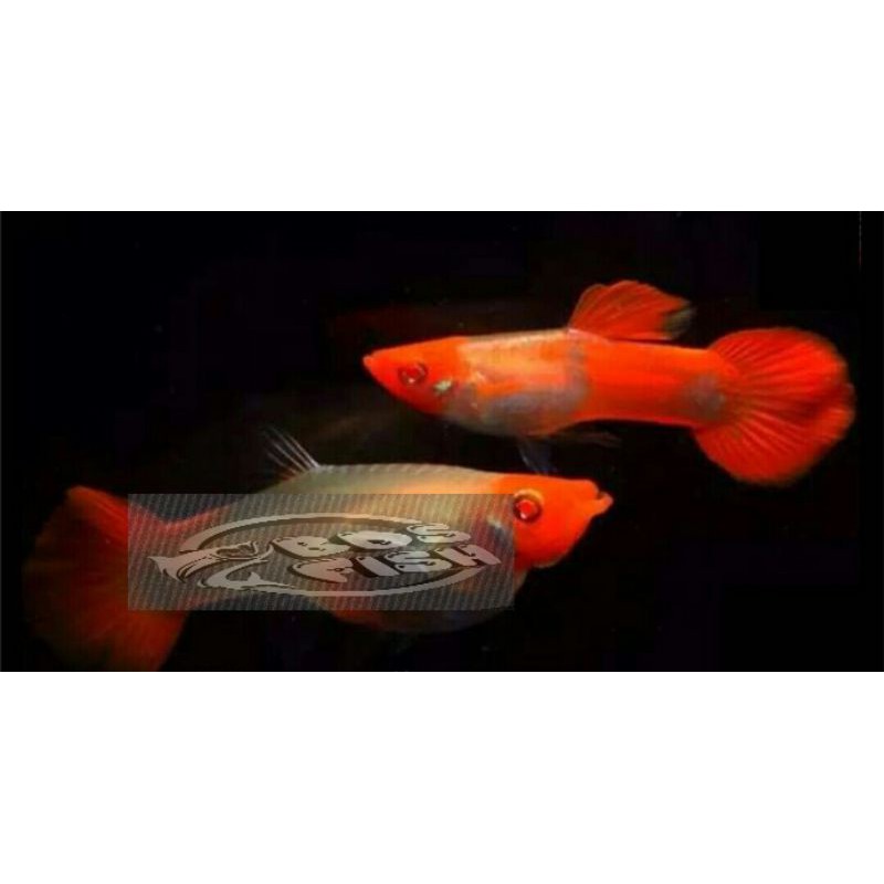 ikan Guppy albino koi