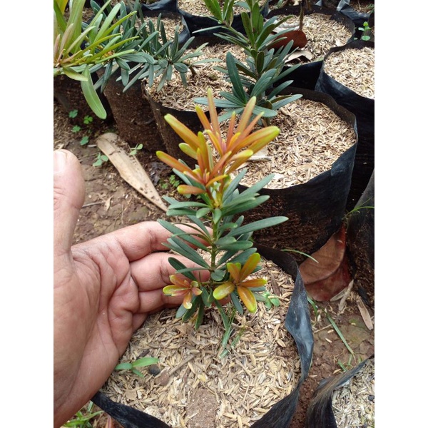 Lohansung Pucuk Merah