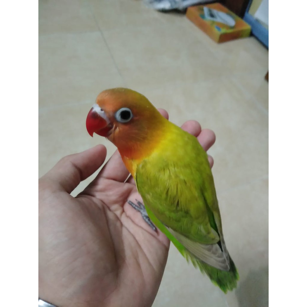 Burung Lovebird Lb Pasjo Pastel Hijau Jinak Lolohan Ternakan