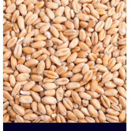 

GANDUM UTUH IMPORT/BIJI GANDUM /WHEAT SEEDS/1000 GRAM