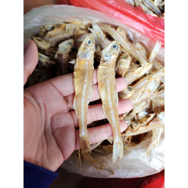 

Ikan teri tawar jengki