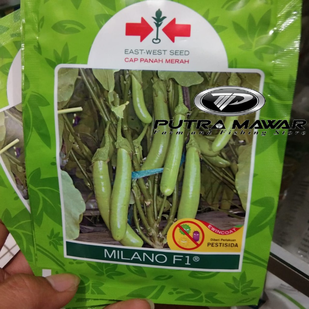 Benih Terong Hijau MILANO 1.100 butir Benih Terong Milano Benih Terong Hijau Panjang - Panah Merah