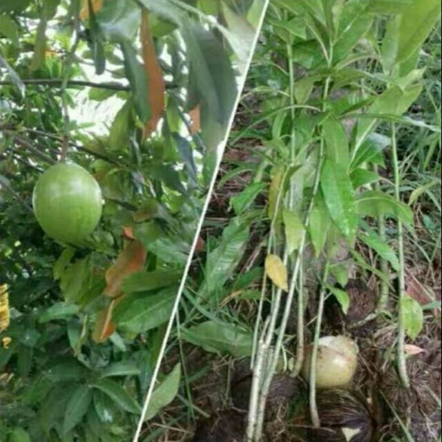 Bibit tanaman hias pohon bintaro