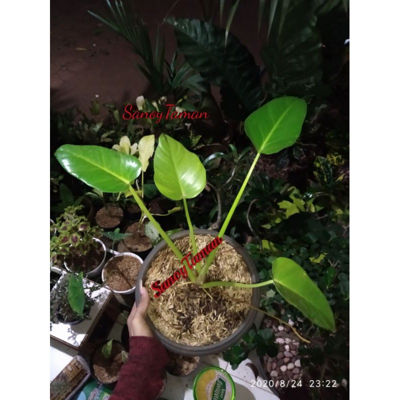 Tanaman hias pilo marbel tanaman hias varigata pilo marbel tanaman hias