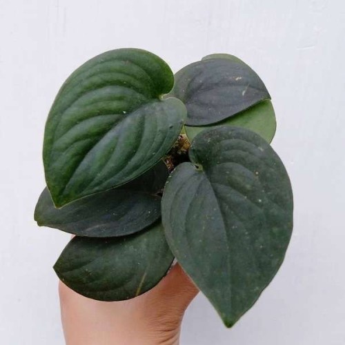 Scindapsus Jade Satin