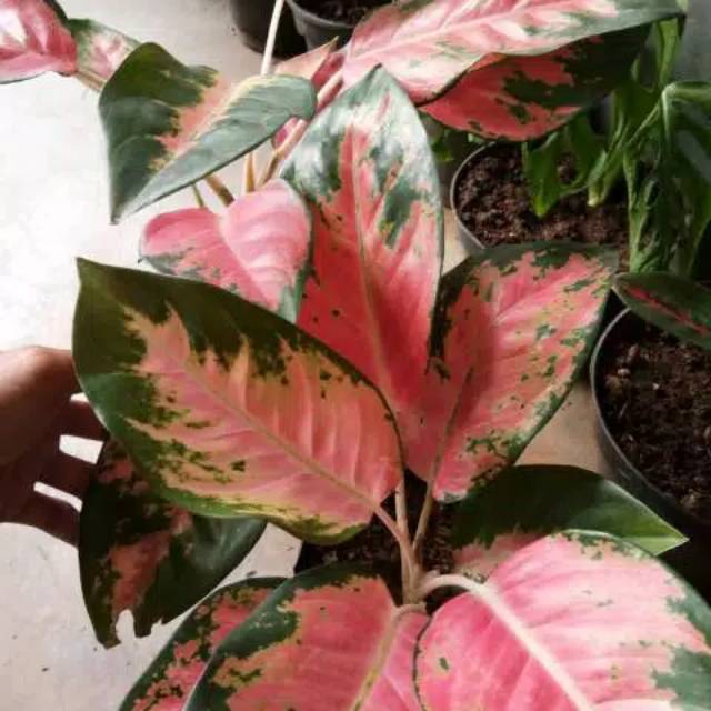 Aglonema red kocin - aglonema - bibit aglonema