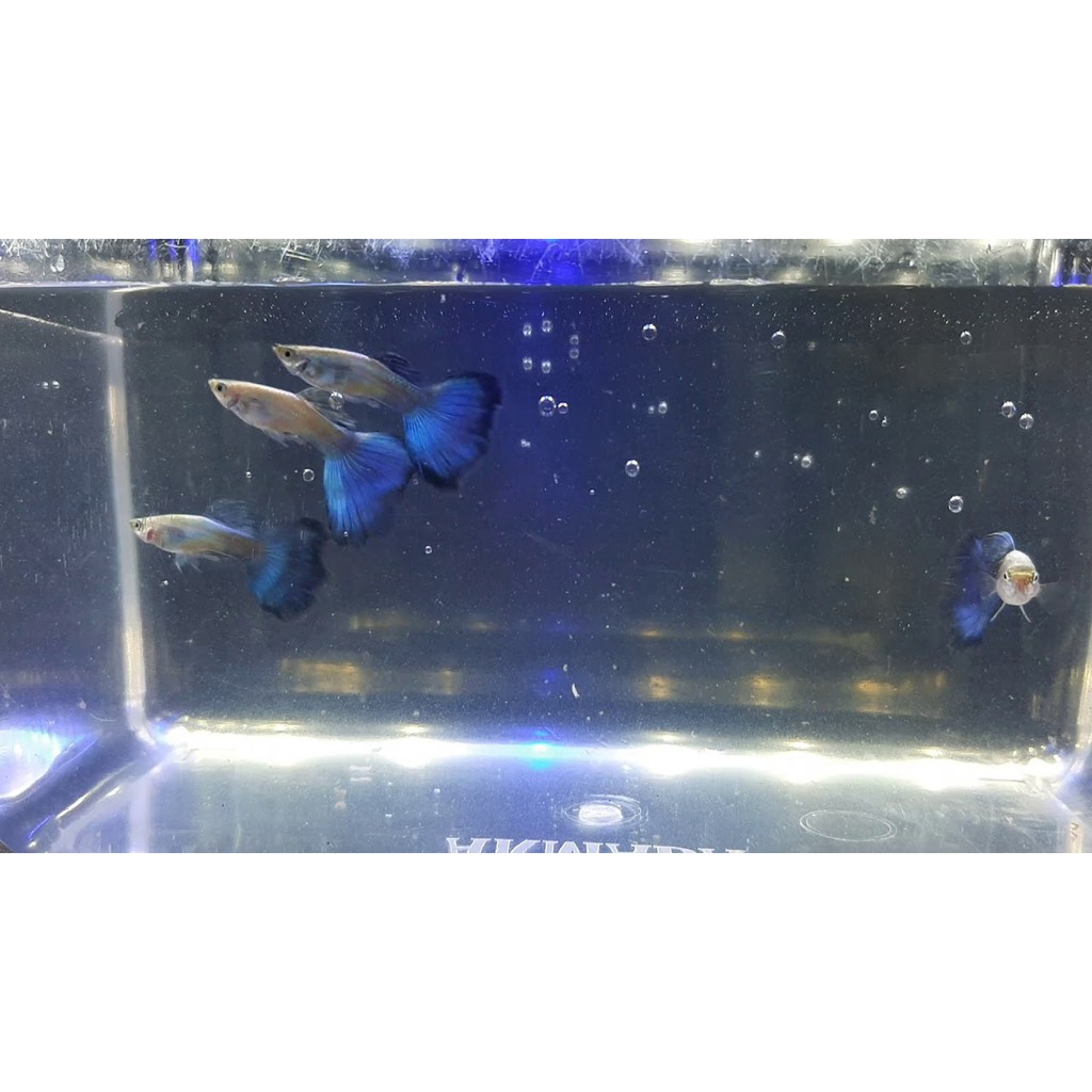 Ikan Guppy blue diamond