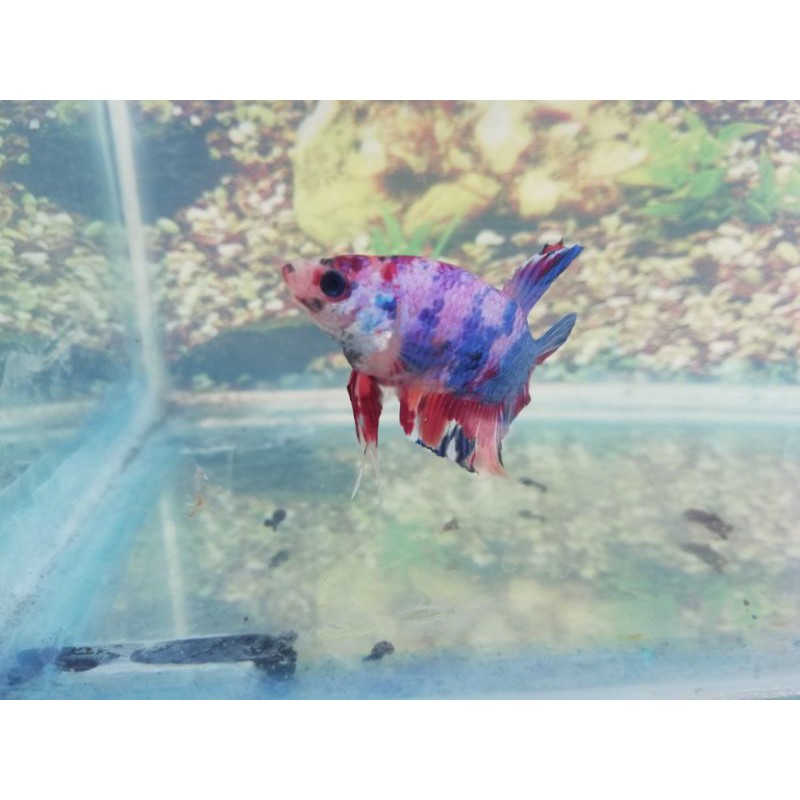 Real Pict Cupang Nemo Candy Male