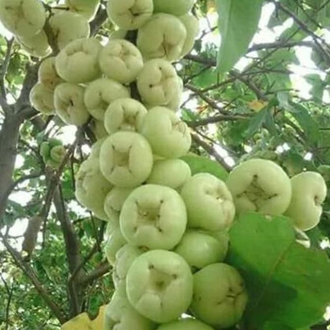 @_$ Bibit tanaman buah jambu air madura camplong