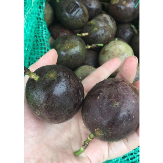 

BUAH MARKISA BERASTAGI TERMURAH DAN BERKUALITAS 500gr