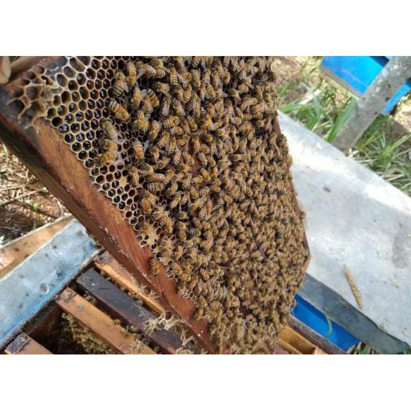 

Madu Asli Ternak