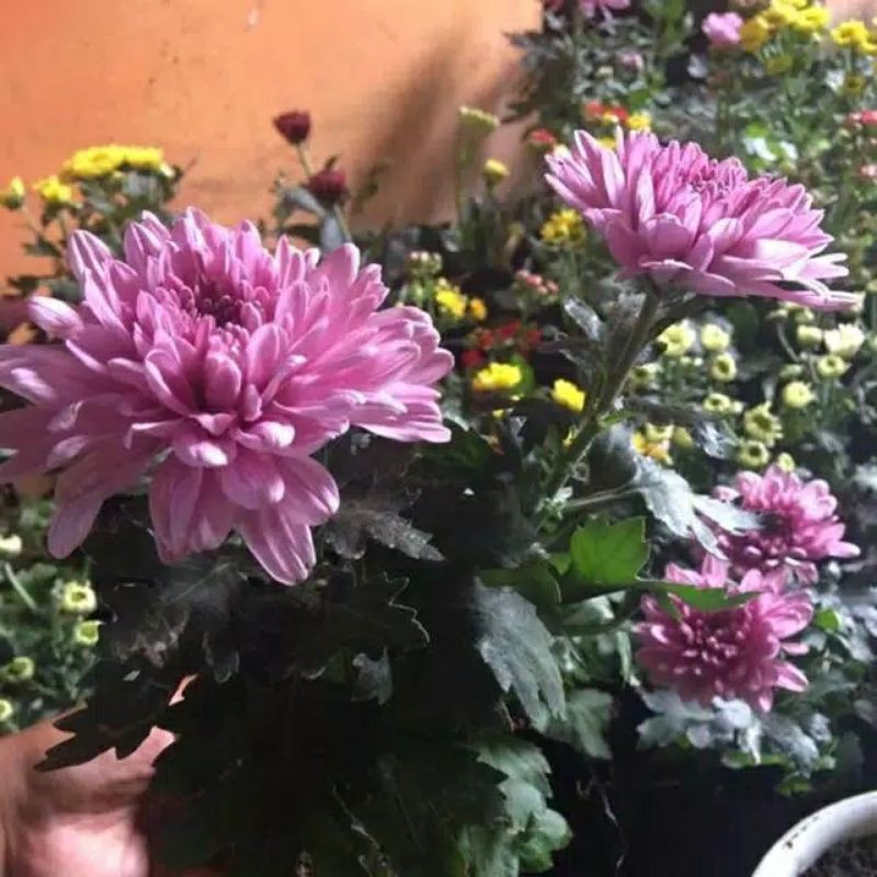 Bunga krisan merah maroon super