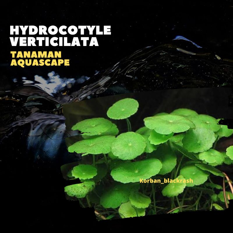 hydrocotyle verticilata ( Tanaman Aquascape Kolam Ikan)