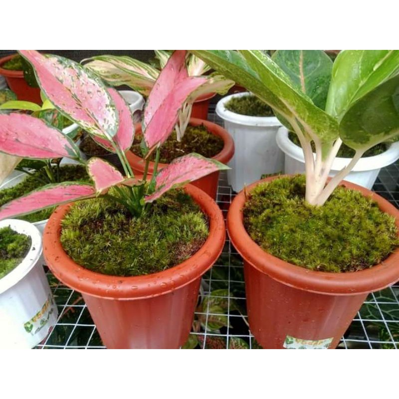 Media Tanam Lumut Hutan MOS,Media tanam aglonema ,Tanaman hias
