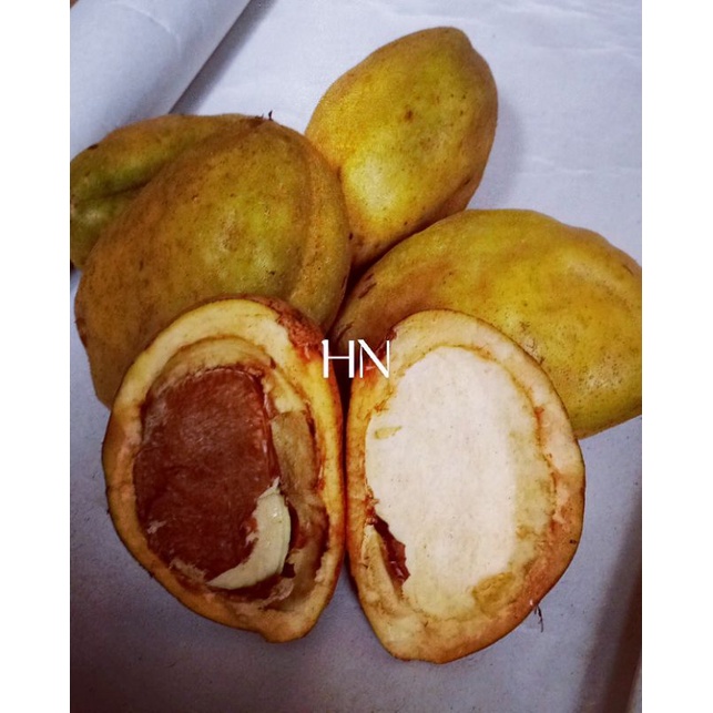 

Buah pukih (nam nam)