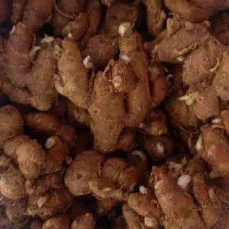 

RB Kencur Segar 1kg