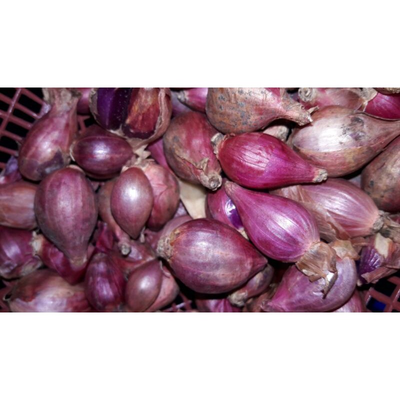 

bawang merah super
